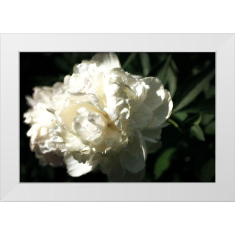 White Peony In Spring  White Modern Wood Framed Art Print by Calkins, Michelle