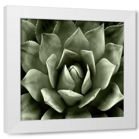 Green Succulent II White Modern Wood Framed Art Print by Jensen, Mia