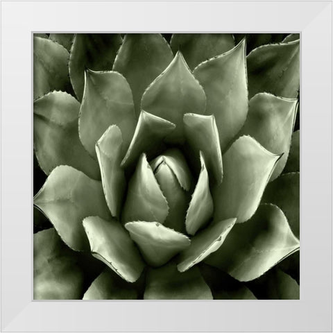 Green Succulent II White Modern Wood Framed Art Print by Jensen, Mia