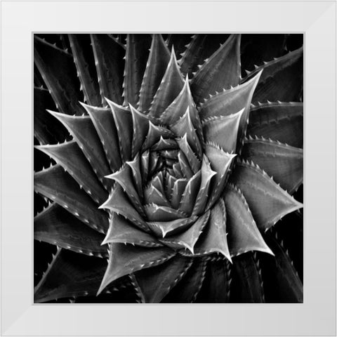 Succulent I White Modern Wood Framed Art Print by Jensen, Mia