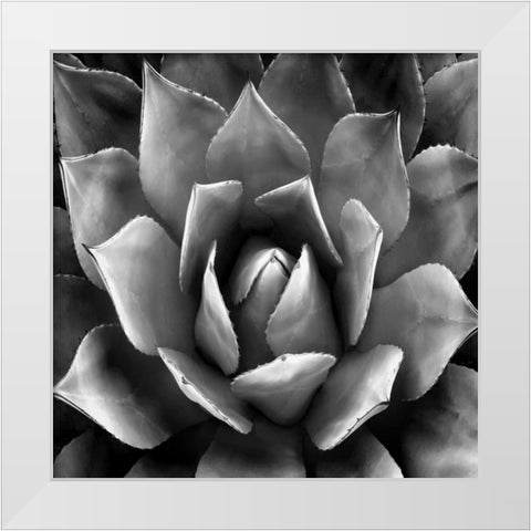 Succulent II White Modern Wood Framed Art Print by Jensen, Mia