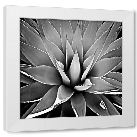Succulent III White Modern Wood Framed Art Print by Jensen, Mia