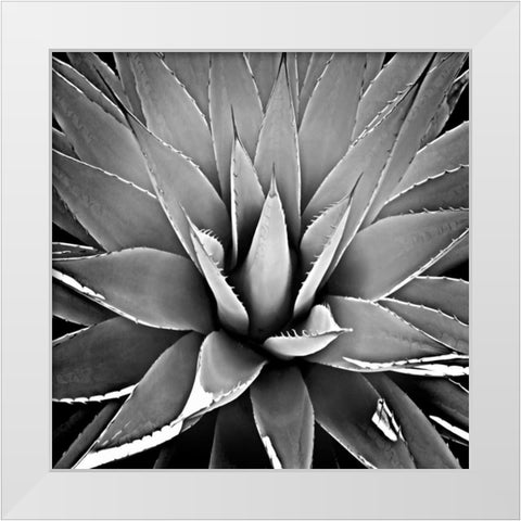 Succulent III White Modern Wood Framed Art Print by Jensen, Mia