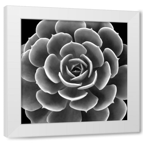 Succulent IIII IV White Modern Wood Framed Art Print by Jensen, Mia