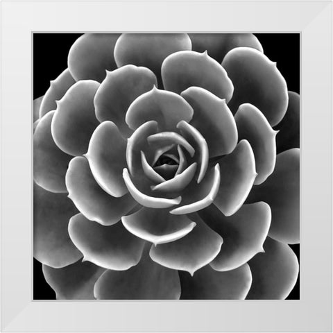 Succulent IIII IV White Modern Wood Framed Art Print by Jensen, Mia