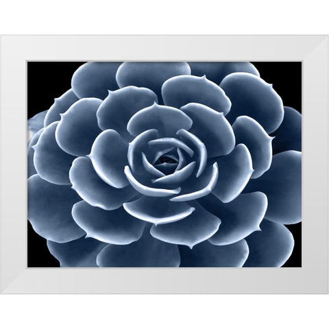 Succulent Indigo IV White Modern Wood Framed Art Print by Jensen, Mia