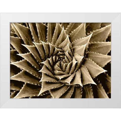 Succulent Taupe I White Modern Wood Framed Art Print by Jensen, Mia