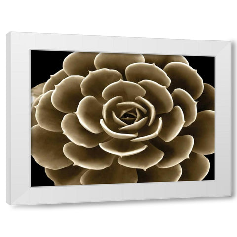 Succulent Taupe IV White Modern Wood Framed Art Print by Jensen, Mia