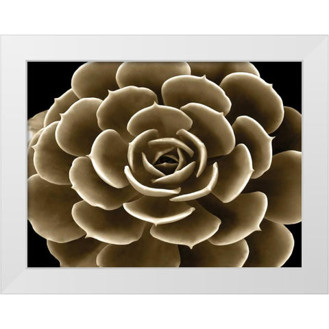 Succulent Taupe IV White Modern Wood Framed Art Print by Jensen, Mia