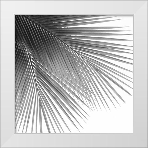Palm Black and White VI White Modern Wood Framed Art Print by Jensen, Mia
