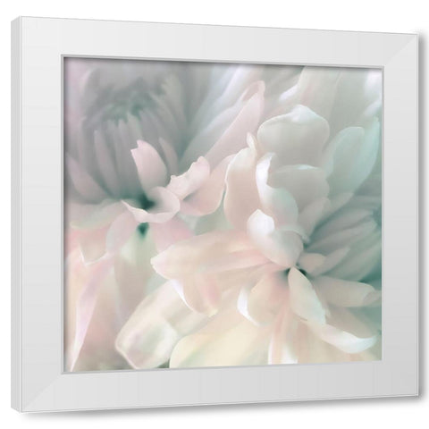 Chrysanthemum Pink and Cyan I White Modern Wood Framed Art Print by Pollard, David