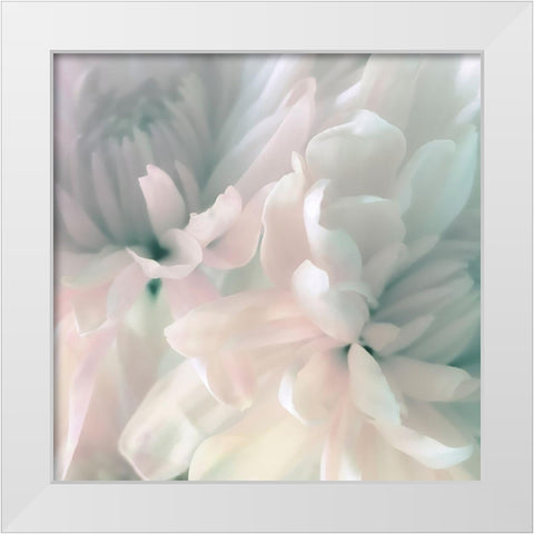 Chrysanthemum Pink and Cyan I White Modern Wood Framed Art Print by Pollard, David