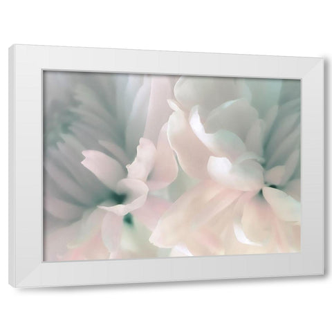 Chrysanthemum Pink and Cyan III White Modern Wood Framed Art Print by Pollard, David