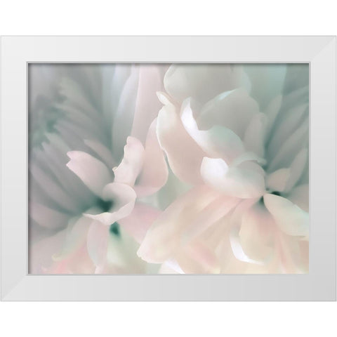 Chrysanthemum Pink and Cyan III White Modern Wood Framed Art Print by Pollard, David