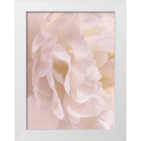 Peony Peaches and Cream II White Modern Wood Framed Art Print by Pollard, David