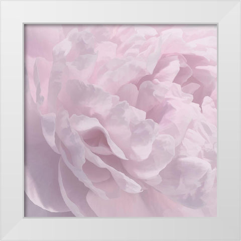 Peony Pink I White Modern Wood Framed Art Print by Pollard, David