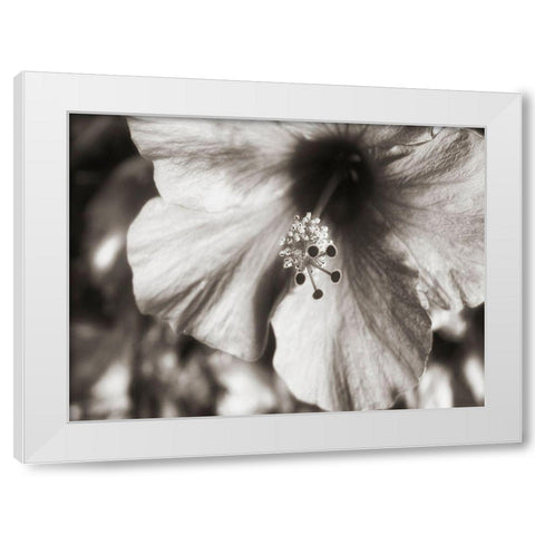 USA, Hawaii, Kauai, Hibiscus White Modern Wood Framed Art Print by Plank, Savanah