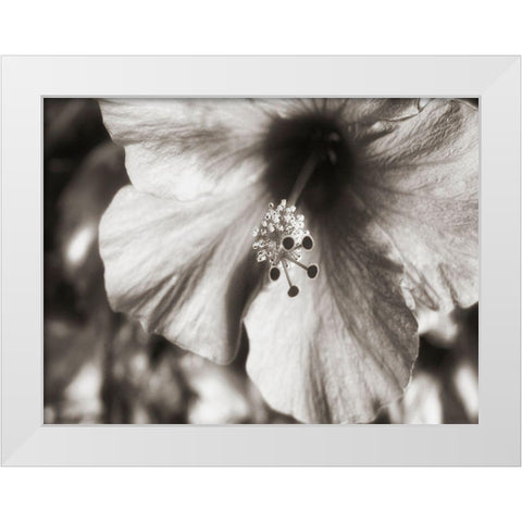 USA, Hawaii, Kauai, Hibiscus White Modern Wood Framed Art Print by Plank, Savanah
