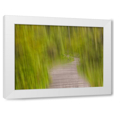 North America, Canada, Queen C White Modern Wood Framed Art Print by Plank, Savanah