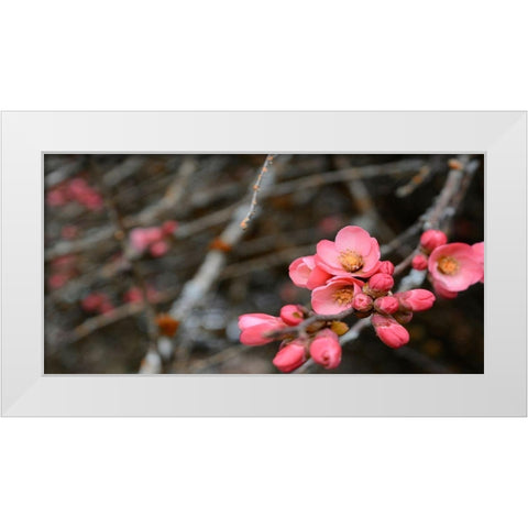 Crabapple Tree blossoms White Modern Wood Framed Art Print by Plank, Savanah
