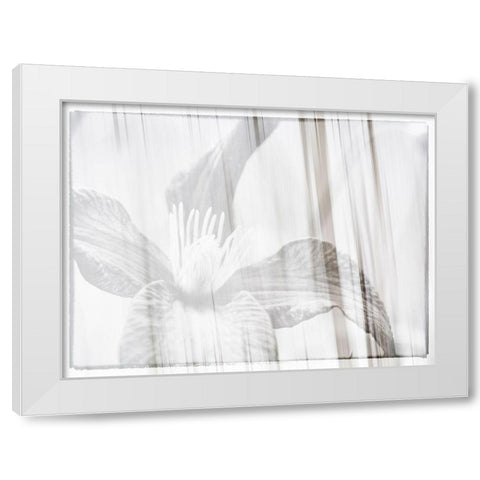 Black and white clematis White Modern Wood Framed Art Print by Plank, Savanah