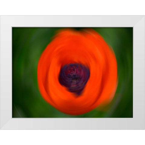 Orange Poppy White Modern Wood Framed Art Print by Plank, Savanah
