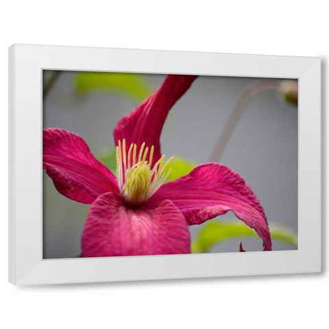 Pink Clematis White Modern Wood Framed Art Print by Plank, Savanah