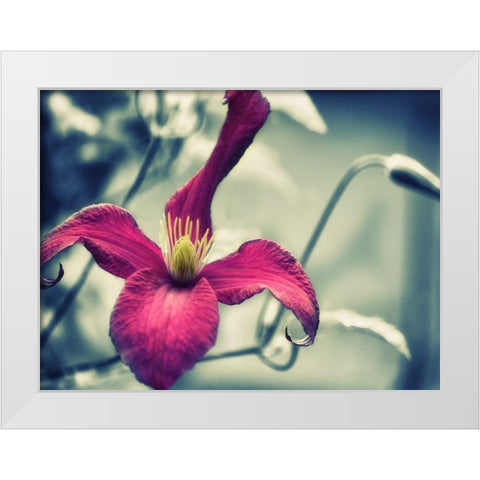 Pink Clematis White Modern Wood Framed Art Print by Plank, Savanah