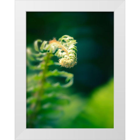 Garden Fern White Modern Wood Framed Art Print by Plank, Savanah