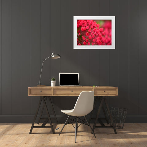 Pink Flower White Modern Wood Framed Art Print by Plank, Savanah