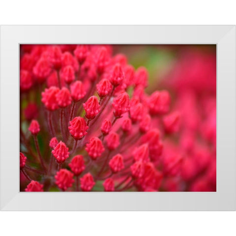 Pink Flower White Modern Wood Framed Art Print by Plank, Savanah