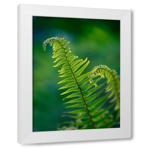 Garden Fern White Modern Wood Framed Art Print by Plank, Savanah