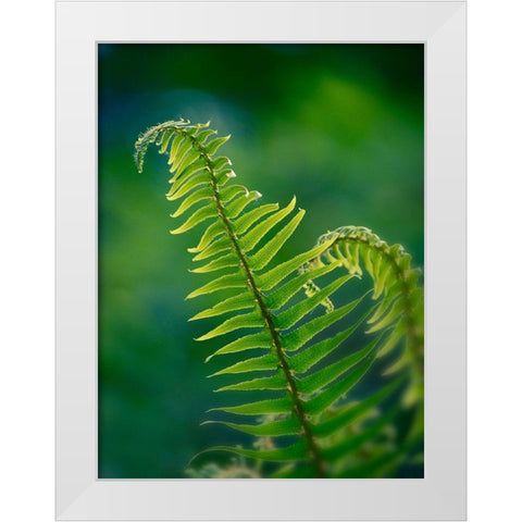 Garden Fern White Modern Wood Framed Art Print by Plank, Savanah