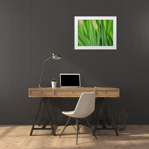 Flora blades White Modern Wood Framed Art Print by Plank, Savanah