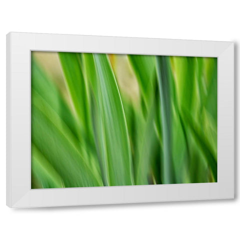 Flora blades White Modern Wood Framed Art Print by Plank, Savanah