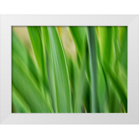 Flora blades White Modern Wood Framed Art Print by Plank, Savanah