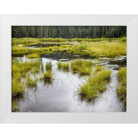 Hatchers Pass creek marsh White Modern Wood Framed Art Print by Plank, Savanah