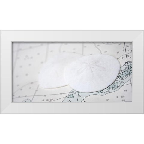 Nautical sand dollars White Modern Wood Framed Art Print by Plank, Savanah
