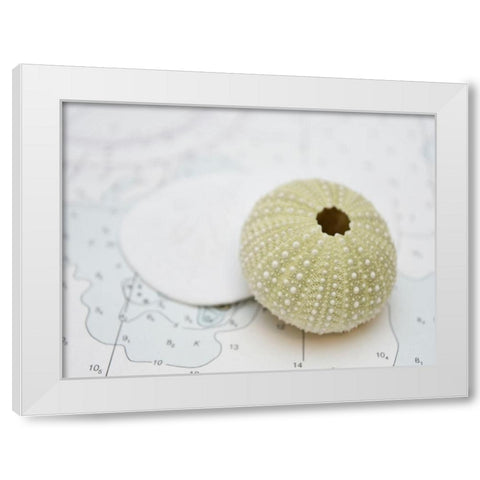 Nautical Urchin White Modern Wood Framed Art Print by Plank, Savanah