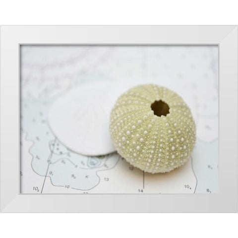 Nautical Urchin White Modern Wood Framed Art Print by Plank, Savanah
