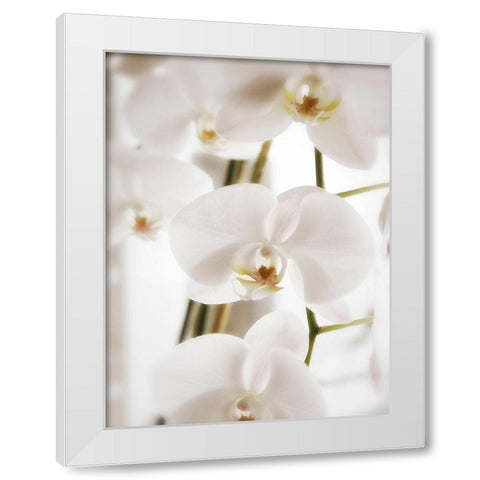 White Orchids White Modern Wood Framed Art Print by Plank, Savanah