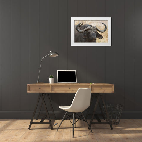 Cape Buffalo and Red Billed Oxpeckers White Modern Wood Framed Art Print by Bennion, Scott
