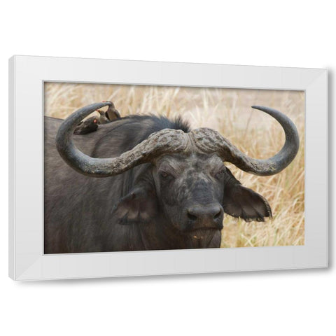 Cape Buffalo and Red Billed Oxpeckers White Modern Wood Framed Art Print by Bennion, Scott