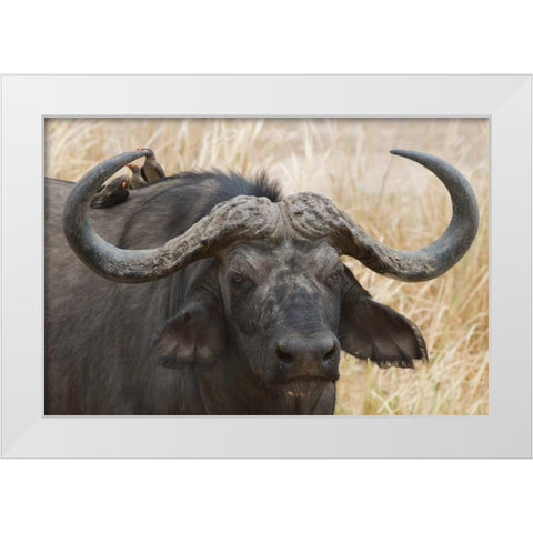 Cape Buffalo and Red Billed Oxpeckers White Modern Wood Framed Art Print by Bennion, Scott