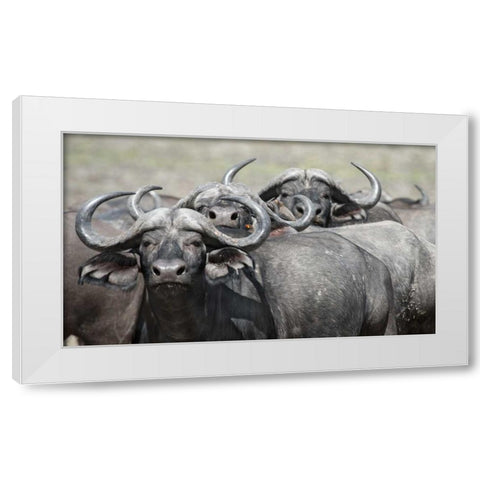 Cape Buffalos and Friend White Modern Wood Framed Art Print by Bennion, Scott