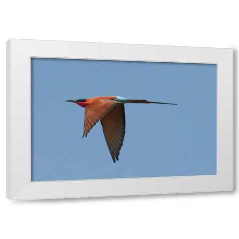 Carmine Bee Eater White Modern Wood Framed Art Print by Bennion, Scott
