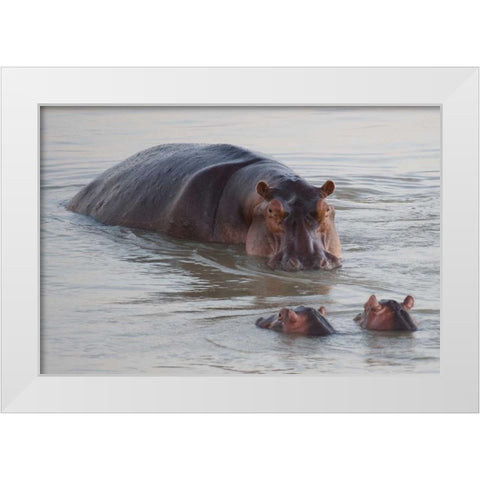Class is in Session White Modern Wood Framed Art Print by Bennion, Scott