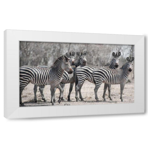 Curious Zebras White Modern Wood Framed Art Print by Bennion, Scott