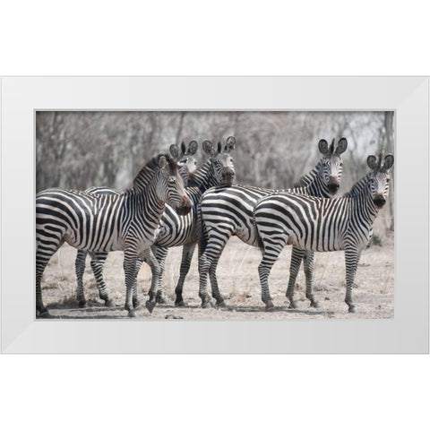 Curious Zebras White Modern Wood Framed Art Print by Bennion, Scott