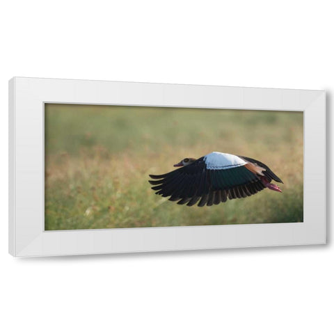 Egypian Goose White Modern Wood Framed Art Print by Bennion, Scott